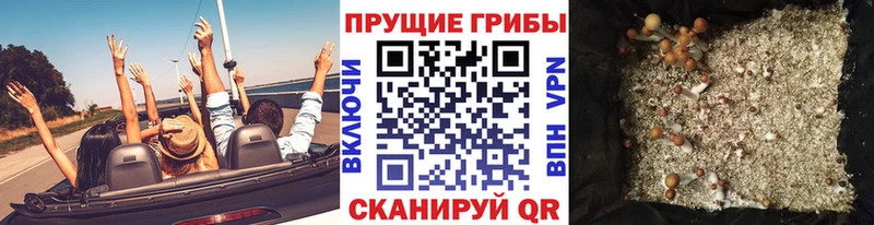 Галлюциногенные грибы Psilocybine cubensis  Кашира 